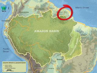 L'Amazzonia in Guyana francese 